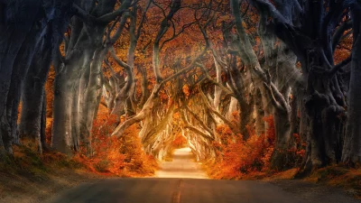 Enchanting Autumn Tree Tunnel Forming a Majestic Archway Over a Serene Road image