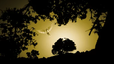 Hopeful White Dove Flying into Golden Light with Silhouetted Trees image
