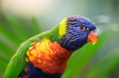 Vibrant Rainbow Lorikeet Bird Close-up with Colorful Feathers image