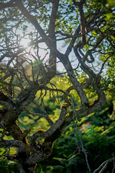 Sunlight filters through gnarled tree branches in a lush forest