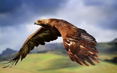Majestic Golden Eagle Soaring Gracefully Above Lush Green Mountains Under Cloudy Sky image