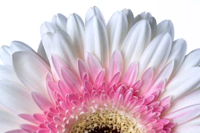 Vibrant White and Pink Gerbera Daisy Blossom Macro Close-Up image