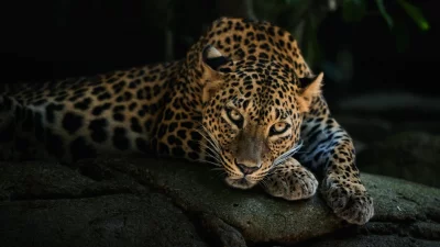 Majestic Leopard Resting on Rocky Surface with Intense Golden Gaze in Dark Wilderness image