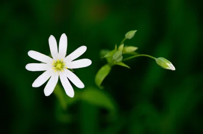 Delicate White Flower with Green Buds on Dark Botanical Background image