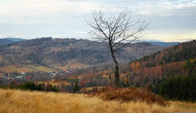 Solitary Bare Tree in Autumnal Mountain Valley with Rural Village image