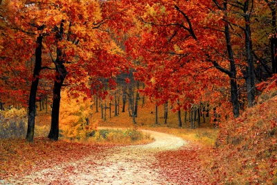 Vibrant Autumn Forest Path with Golden Red Foliage and Fallen Leaves image