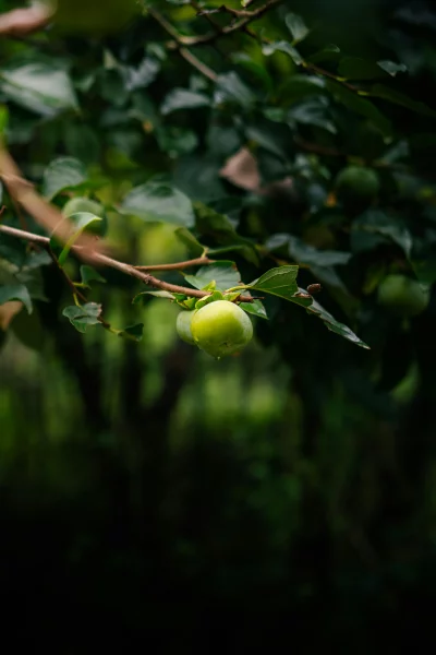 Green unripe persimmon fruit hanging on a branch with water droplets