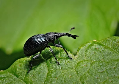 Macro Shot of a Glossy Black Weevil Beetle Perched on a Vibrant Green Leaf image