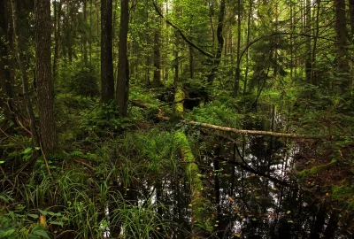 Tranquil Forest Wetland with Mirrored Trees and Dense Greenery image