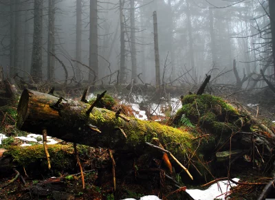 Mysterious Foggy Forest with Moss-Covered Fallen Log and Patches of Snow image