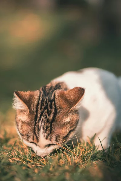 Close-up of a tabby cat sniffing grass in the sunlight