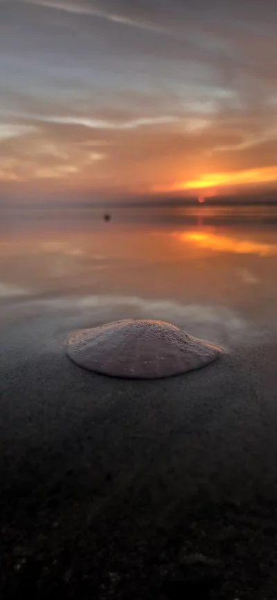Delicate Seashell on Sandy Beach at Golden Hour Sunset