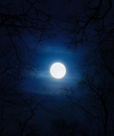 Dramatic Full Moon in Starry Night Sky Framed by Bare Tree Branches image