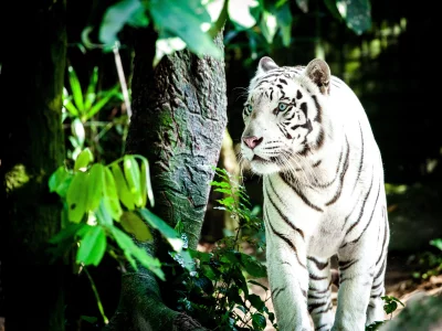 Majestic White Tiger with Piercing Blue Eyes and Striking Stripes in a Lush Jungle Habitat image