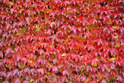 Vibrant Autumn Ivy Leaves with Raindrops Creating a Beautiful Textured Background image