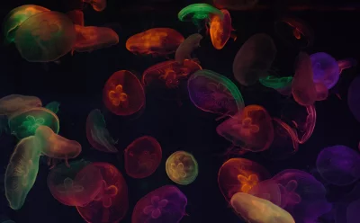 Vibrant Glowing Jellyfish Swimming Underwater Cinematic Wallpaper with Dynamic Colors image