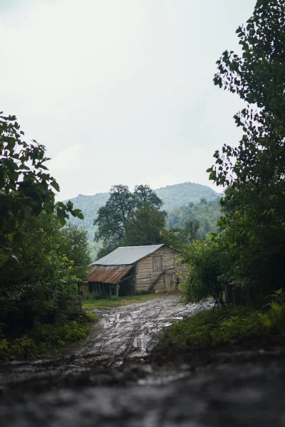 Rustic Wooden Barn on Muddy Path Surrounded by Lush Green Forest