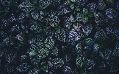 Dark Fittonia Nerve Plant Leaves with Intricate White Vein Patterns image