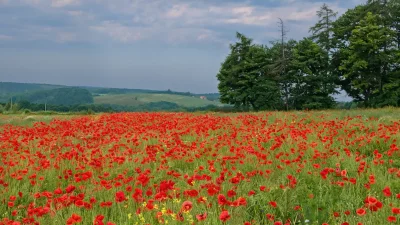 Vibrant Red Poppy Field Under Cloudy Sky with Lush Green Hills image