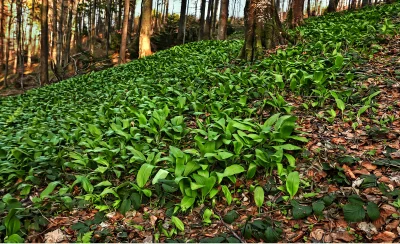 Lush Green Wild Garlic Covering Forest Floor in Spring Woodland image