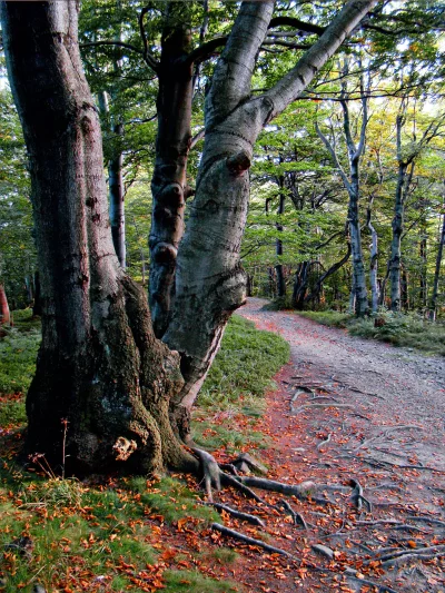 Ancient Tree Roots Embrace Forest Path Adorned with Vibrant Autumn Leaves image