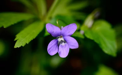 Beautiful Purple Wild Violet Flower in Green Bokeh image