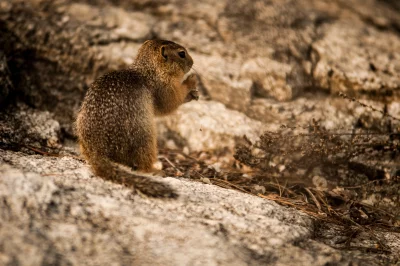 The squirrel is sitting on a rock, facing away from the camera
