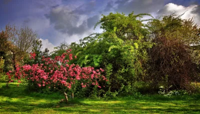Vibrant Pink Blossoms and Lush Greenery Under a Dramatic Cloudy Sky image