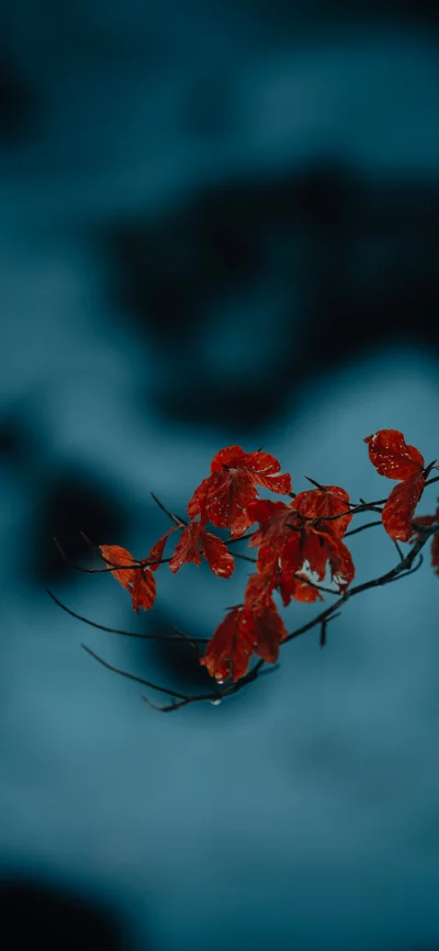 Macro shot of vibrant red autumn leaves with water droplets