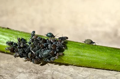 Aphids Infesting Green Plant Stem: Garden Pest Macro Photography image