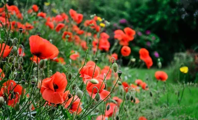Vibrant Red Poppies Blooming in Lush Green Summer Meadow image