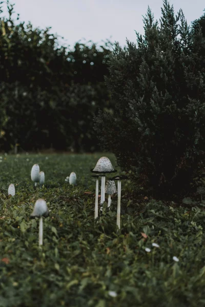 looking up at a group of mushrooms in a forest