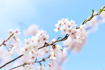 Delicate White Cherry Blossoms Blooming Under Clear Blue Sky image