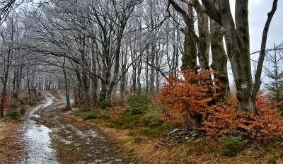 Winding Winter Forest Path with Frosted Trees and Brown Foliage image