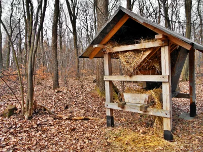 Rustic Wooden Wildlife Feeder with Hay in a Tranquil Forest Amidst Fallen Leaves image