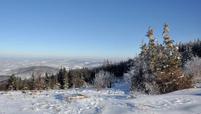 Serene Winter Mountain Landscape with Snow-Covered Pine Forest and Clear Blue Sky image