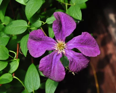 Vibrant Purple Clematis Blossom with Yellow Center Amidst Lush Green Leaves image