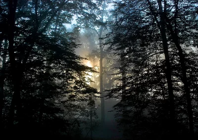 Golden Sunbeams Pierce Through Mystical Morning Fog in a Serene Forest image
