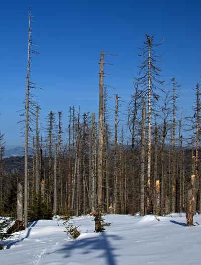 Desolate Winter Forest with Bare Trees and Snow-Covered Ground image