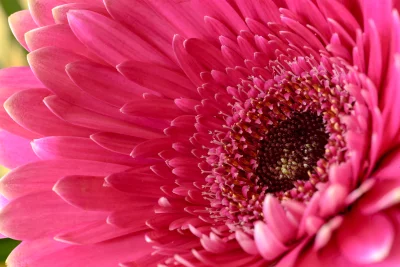 Macro Photography of a Deep Pink Gerbera Daisy with Textured Center image