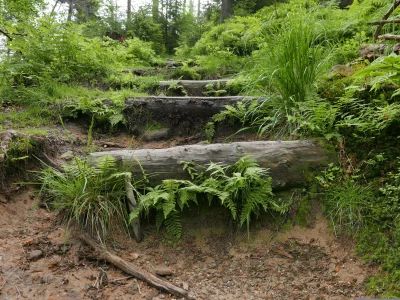 Forest Path with Rustic Log Steps and Green Ferns image