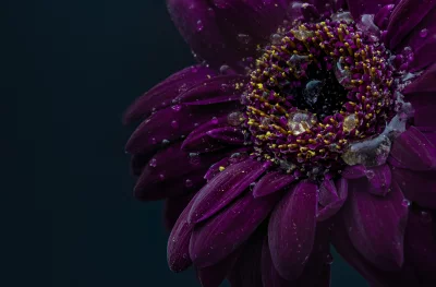 Vibrant Purple Gerbera Daisy with Dew Drops, Macro Close-up on Dark Background image