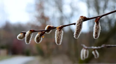 Fuzzy Willow Catkins Branch Closeup, Early Spring Awakening image