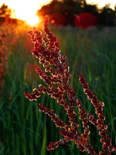 Reddish Seed Pods Silhouetted by Dazzling Golden Sunset Radiance image