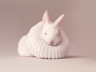Adorable White Baby Rabbit Snuggled Comfortably in Soft Knitted Scarf image
