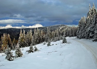Winding Snow Path Through Winter Fir Forest Under Dramatic Cloudy Sky image