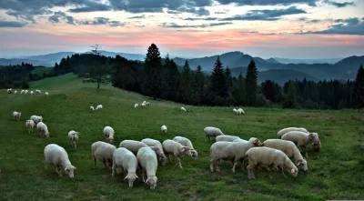 Peaceful Sheep Grazing on Green Mountain Pasture at Sunset image
