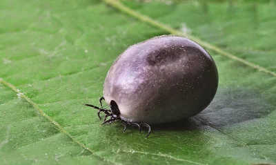 Engorged Blood-Filled Tick Resting on Green Leaf Macro Close-up image