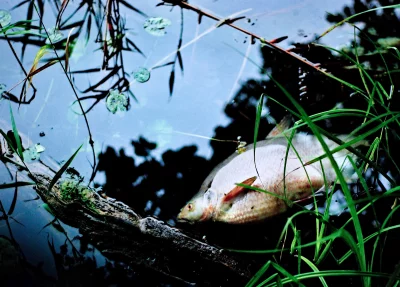 Lifeless Fish Floating in Murky Pond Water Amidst Green Aquatic Plants image