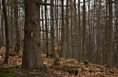 Dense Autumn Forest with Fallen Leaves and Bare Trees image
